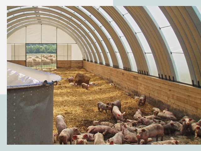 Строительство свинарников в Березниках